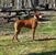 Sharon Kotsonis Pitts's profile image