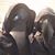 Danielle Morgan Thomas's profile image