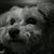 Lynn King's profile image