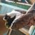 Amr Saad's profile image