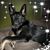 Shae Green's profile image