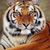 Juan De Los Reyes's profile image