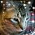 Phyllis StCyr's profile image