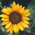 Diana Demers's profile image