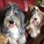 Laura Avitable Brooker's profile image