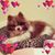 Rose Sisley's profile image
