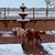 Misty Rossman's profile image