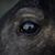Tammy Tiny's profile image