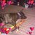 Shannon Gerhart's profile image