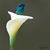 Martha Preciado's profile image