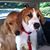Laurie Burnard's profile image