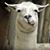 Chris Perkins's profile image