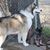 Tina Hedin's profile image