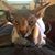 Toni Nickel's profile image