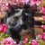 Brenda Campbell Hugo's profile image