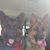 Lisa A. Correia-Renovato's profile image