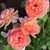 Rozan Esparza's profile image