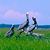 Julie Marie Nye-McNeely's profile image