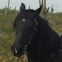 Mitra Delpazir's profile image