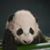 Sue Miller's profile image