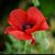 LM Ganley Bergevin's profile image