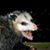 Rob Engelhardt's profile image