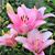 Peggy Fincannon Bowker's profile image