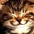 Vicki Cheek's profile image
