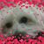 JoAnn Esposito-Szekalski's profile image