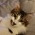 Diane Weisensel Wilfong's profile image
