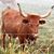 Karen Lindholm's profile image