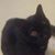 Susan Anne Gelvin's profile image