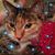 Diane Vaughn Strauss's profile image