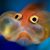 Anne Richmond's profile image