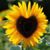 Carena Cory's profile image