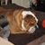 Amanda Stover Browning's profile image