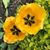 Renee Leubner Anthonson's profile image