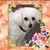 Dolores Lambert's profile image