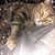 Erin Gray Lopes's profile image