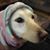 Shannon Sparks's profile image