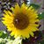 Renee Wright's profile image
