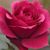 Margaret Sallee's profile image