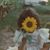 Carey Voss's profile image