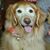 Carol Lynn Miller's profile image