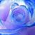 Tanya Williams's profile image