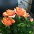 Judy Headrick's profile image