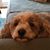 Diane Poll's profile image