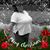 Sonya Hammell's profile image