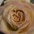 Angie Grandt's profile image
