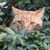 Jeanne Allen's profile image